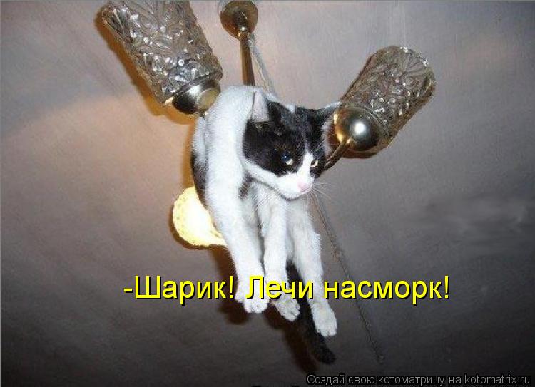 -Шарик! Лечи насморк!... Котоматрица: -Шарик! Лечи насморк!