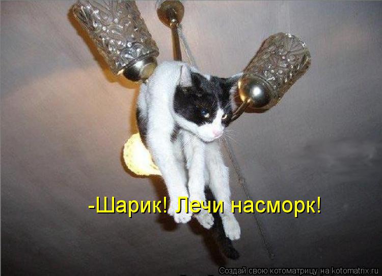 Котоматрица: -Шарик! Лечи насморк!