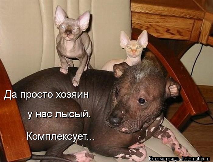 Да просто хозяин у нас лысый. Комплексует...... Котоматрица: Да просто хозяин у нас лысый. Комплексует...