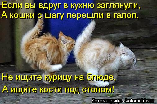 Если вы вдруг в кухню заглянули, А кошки с шагу перешли в галоп, Не ищите курицу на блюде, А ищите к... Котоматрица: Если вы вдруг в кухню заглянули, А кошки с шагу перешли в галоп, Не ищите курицу на блюде, А ищите кости под столом!