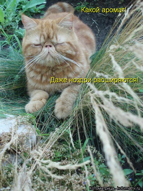 Какой аромат! Даже ноздри расширяются!... Котоматрица: Какой аромат! Даже ноздри расширяются!