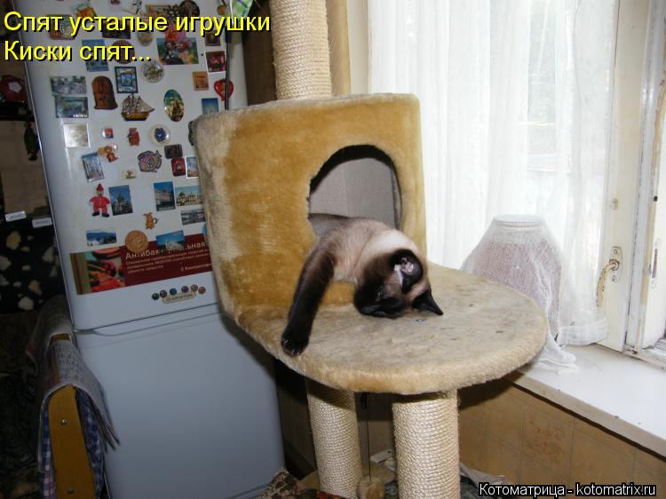 Спят усталые игрушки Киски спят...... Котоматрица: Спят усталые игрушки Киски спят...