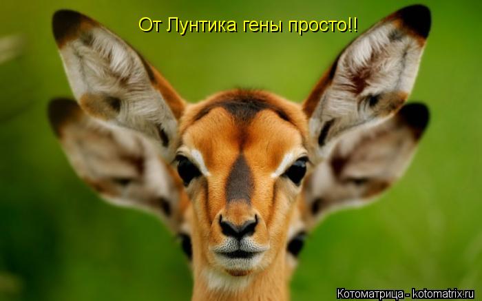 От Лунтика гены просто!!... Котоматрица: От Лунтика гены просто!!