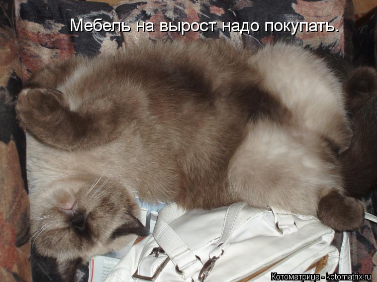 Котоматрица: Мебель на вырост надо покупать.