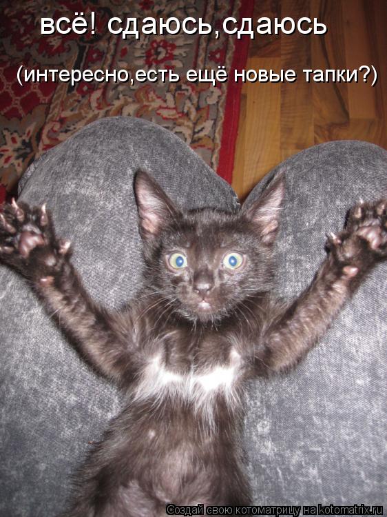 Котоматрица: всё! сдаюсь,сдаюсь (интересно,есть ещё новые тапки?)