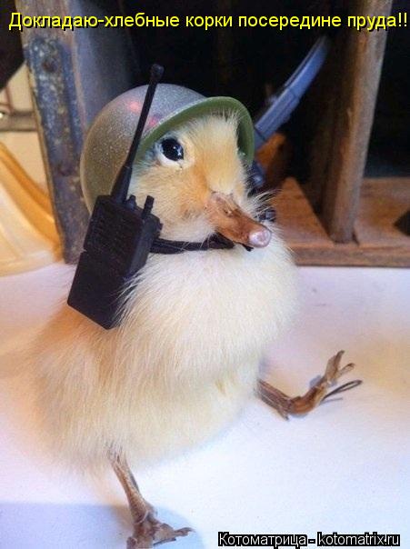 Докладаю-хлебные корки посередине пруда!!!... Котоматрица: Докладаю-хлебные корки посередине пруда!!!