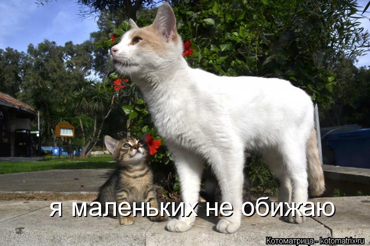 я маленьких не обижаю... Котоматрица: я маленьких не обижаю