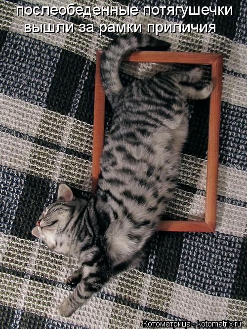 послеобеденные потягушечки вышли за рамки приличия... Котоматрица: послеобеденные потягушечки вышли за рамки приличия