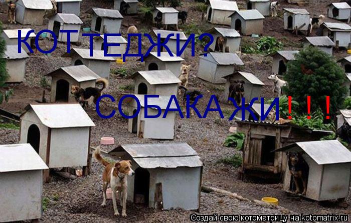 Котоматрица: КОТ ТЕДЖИ? СОБАКА ЖИ ! ! !