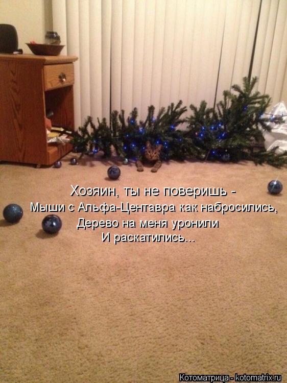Хозяин, ты не поверишь - Мыши с Альфа-Центавра как набросились, Дерево на меня уронили И раскатились.... Котоматрица: Хозяин, ты не поверишь - Мыши с Альфа-Центавра как набросились, Дерево на меня уронили И раскатились...