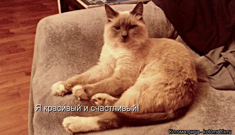 Я красивый и счастливый!... Котоматрица: Я красивый и счастливый!