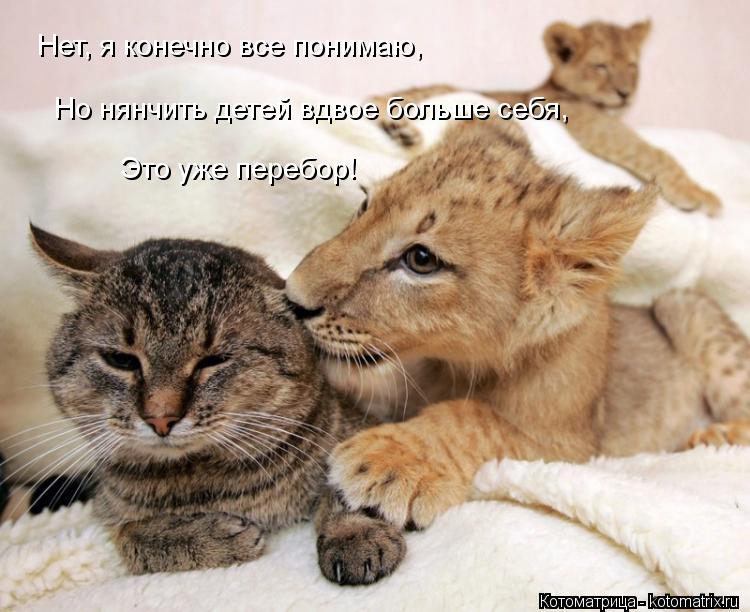 Нет, я конечно все понимаю, Но нянчить детей вдвое больше себя, Это уже перебор!... Котоматрица: Нет, я конечно все понимаю, Но нянчить детей вдвое больше себя, Это уже перебор!