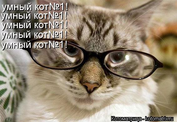 Котоматрица: умный кот№1! умный кот№1! умный кот№1! умный кот№1! умный кот№1!