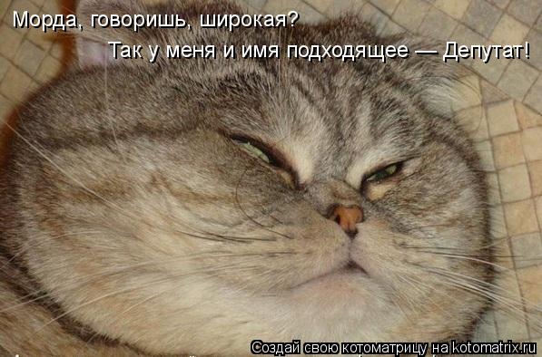 Морда, говоришь, широкая? Так у меня и имя подходящее — Депутат!... Котоматрица: Морда, говоришь, широкая? Так у меня и имя подходящее — Депутат!