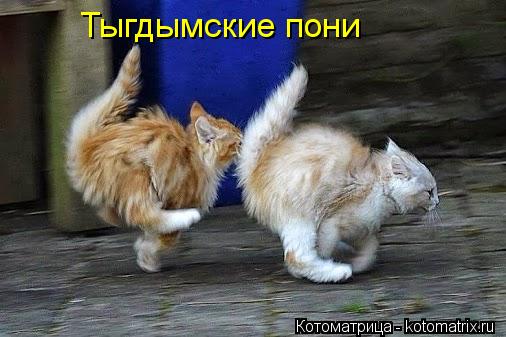 Тыгдымские пони... Котоматрица: Тыгдымские пони