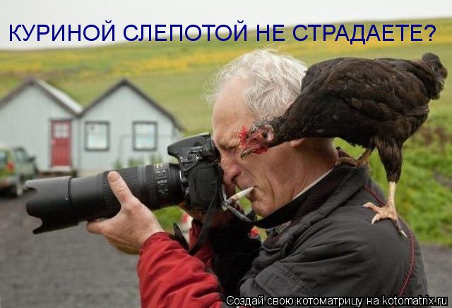Котоматрица: КУРИНОЙ СЛЕПОТОЙ НЕ СТРАДАЕТЕ?