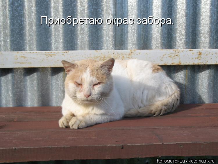 Котоматрица: Приобретаю окрас забора.