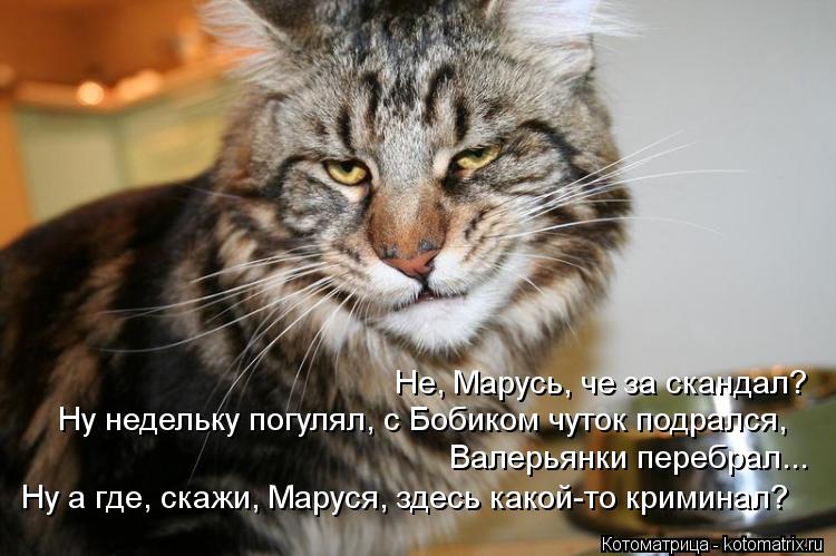 Не, Марусь, че за скандал? Ну недельку погулял, с Бобиком чуток подрался, Валерьянки перебрал... Ну а... Котоматрица: Не, Марусь, че за скандал? Ну недельку погулял, с Бобиком чуток подрался, Валерьянки перебрал... Ну а где, скажи, Маруся, здесь какой-то кримина