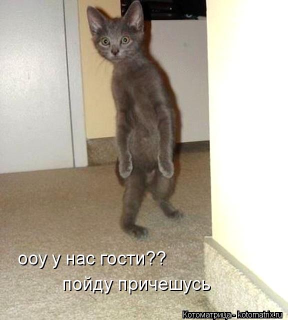 ооу у нас гости?? пойду причешусь... Котоматрица: ооу у нас гости?? пойду причешусь