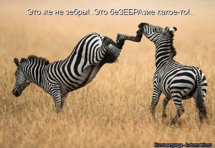 Это же не зебры!..Это беЗЕБРАзие какое-то!..... Котоматрица: Это же не зебры!..Это беЗЕБРАзие какое-то!..