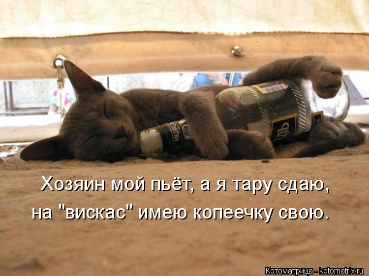 Котоматрица: Хозяин мой пьёт, а я тару сдаю, на "вискас" имею копеечку свою.