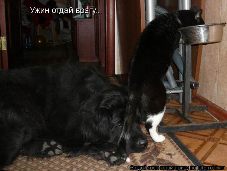 Ужин отдай врагу...... Котоматрица: Ужин отдай врагу...