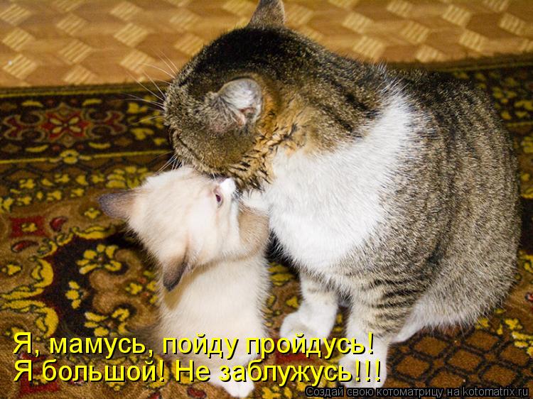 Я большой! Не заблужусь!!! Я, мамусь, пойду пройдусь!... Котоматрица: Я большой! Не заблужусь!!! Я, мамусь, пойду пройдусь!