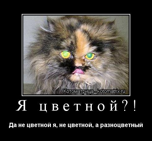 Котоматрица: Я цветной?! Да не цветной я, не цветной, а разноцветный