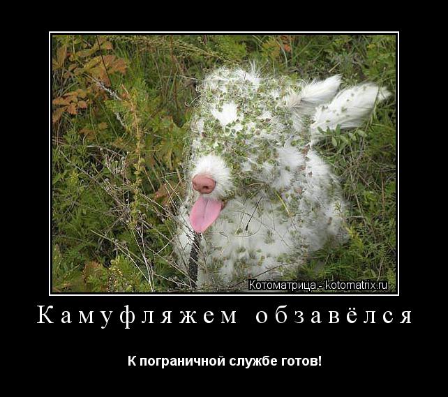 Котоматрица: Камуфляжем обзавёлся К пограничной службе готов!