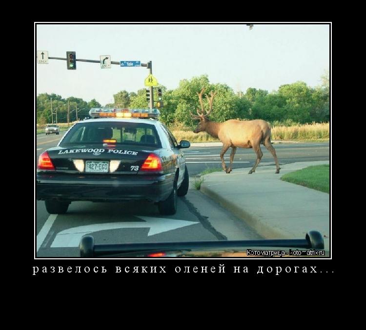 развелось всяких оленей на дорогах... ... Котоматрица: развелось всяких оленей на дорогах...