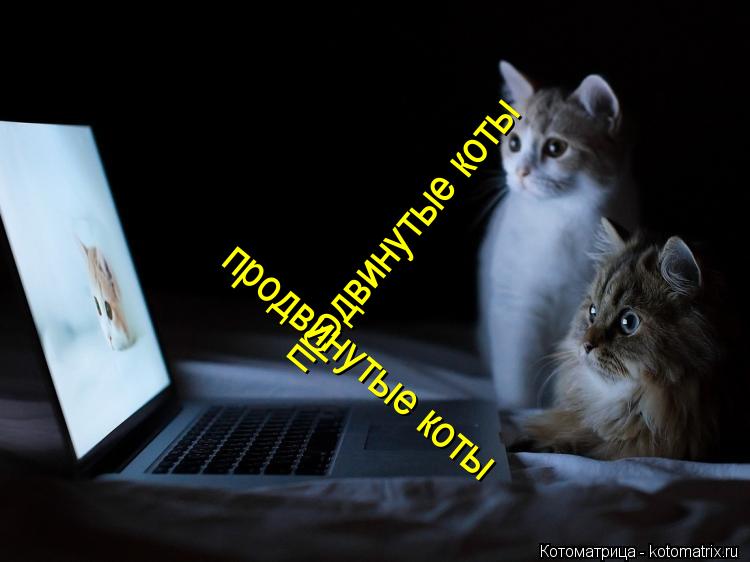 продвинутые коты продвинутые коты... Котоматрица: продвинутые коты продвинутые коты