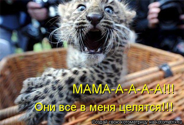 Котоматрица: МАМА-А-А-А-А!!! Они все в меня целятся!!!