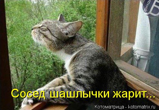 Котоматрица: Сосед шашлычки жарит...