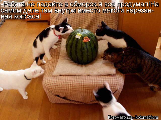 -Ребята,не падайте в обморок,я всё продумал!На самом деле там внутри вместо мякоти нарезан- ная колба... Котоматрица: -Ребята,не падайте в обморок,я всё продумал!На самом деле там внутри вместо мякоти нарезан- ная колбаса!
