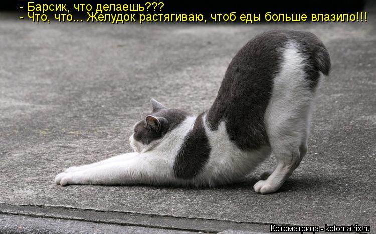 - Барсик, что делаешь??? - Что, что... Желудок растягиваю, чтоб еды больше влазило!!!... Котоматрица: - Барсик, что делаешь??? - Что, что... Желудок растягиваю, чтоб еды больше влазило!!!
