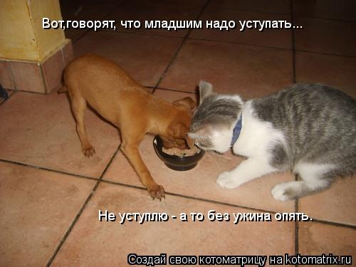 Вот,говорят, что младшим надо уступать... Не уступлю - а то без ужина опять.... Котоматрица: Вот,говорят, что младшим надо уступать... Не уступлю - а то без ужина опять.