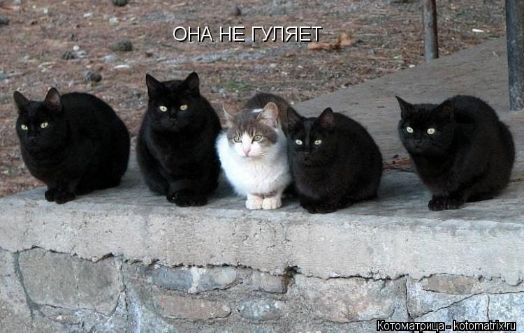 Котоматрица: ОНА НЕ ГУЛЯЕТ
