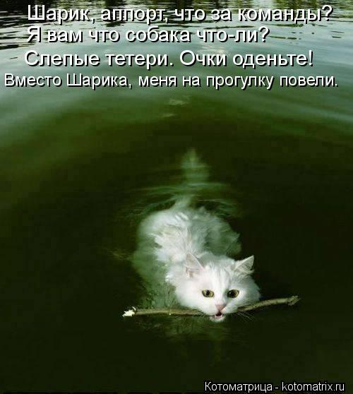 Котоматрица: Шарик, аппорт, что за команды? Я вам что собака что-ли? Слепые тетери. Очки оденьте! Вместо Шарика, меня на прогулку повели.