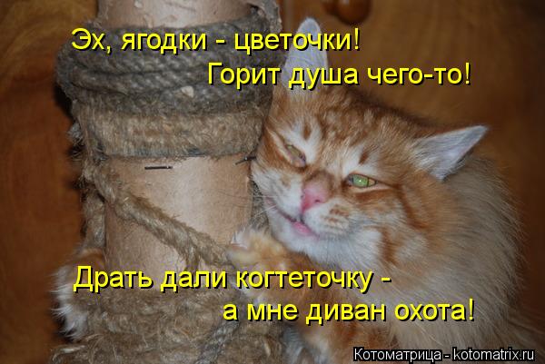 Эх, ягодки - цветочки! Горит душа чего-то! а мне диван охота! Драть дали когтеточку -... Котоматрица: Эх, ягодки - цветочки! Горит душа чего-то! а мне диван охота! Драть дали когтеточку -