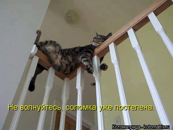 Не волнуйтесь, соломка уже постелена.... Котоматрица: Не волнуйтесь, соломка уже постелена.
