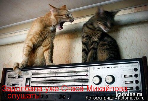 Котоматрица: Задолбала уже Стаса Михайлова слушать!