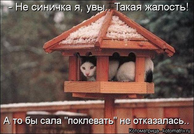 - Не синичка я, увы.. Такая жалость! А то бы сала "поклевать" не отказалась..... Котоматрица: - Не синичка я, увы.. Такая жалость! А то бы сала "поклевать" не отказалась..