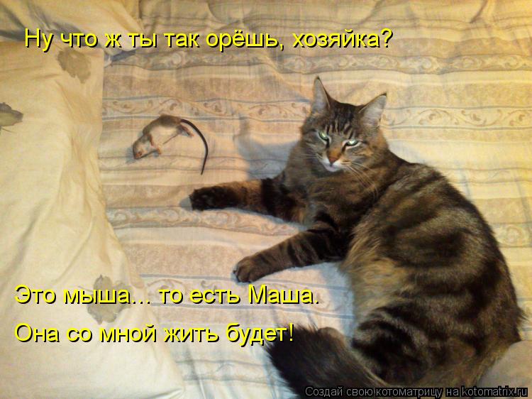Это мыша... то есть Маша. Она со мной жить будет! Ну что ж ты так орёшь, хозяйка?... Котоматрица: Это мыша... то есть Маша. Она со мной жить будет! Ну что ж ты так орёшь, хозяйка?