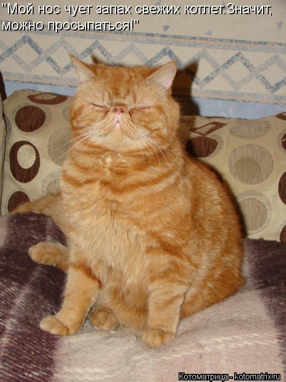 "Мой нос чует запах свежих котлет.Значит, можно просыпаться!"... Котоматрица: "Мой нос чует запах свежих котлет.Значит, можно просыпаться!"
