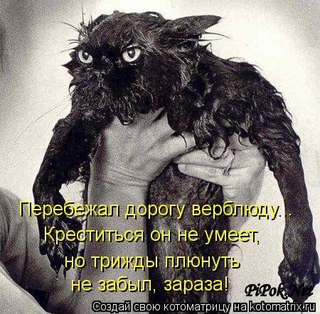 Котоматрица: Перебежал дорогу верблюду... Креститься он не умеет, но трижды плюнуть  не забыл, зараза!