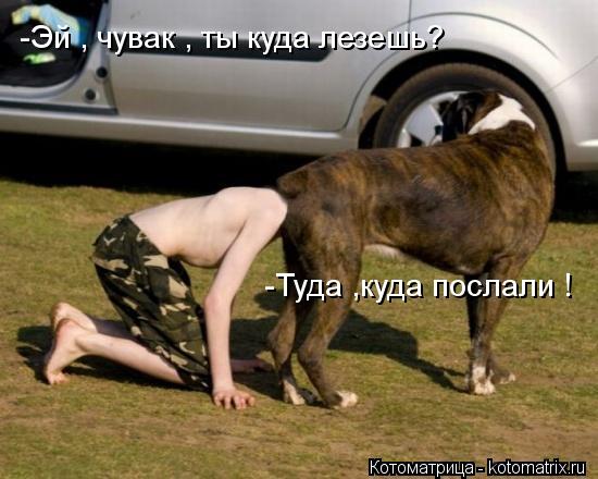 Котоматрица: -Эй , чувак , ты куда лезешь? -Туда ,куда послали !