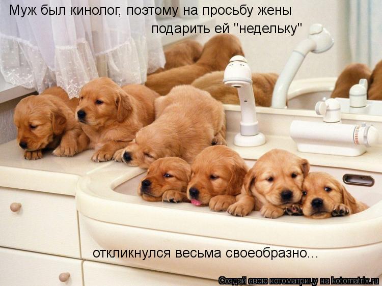 Котоматрица: Муж был кинолог, поэтому на просьбу жены подарить ей "недельку" откликнулся весьма своеобразно...