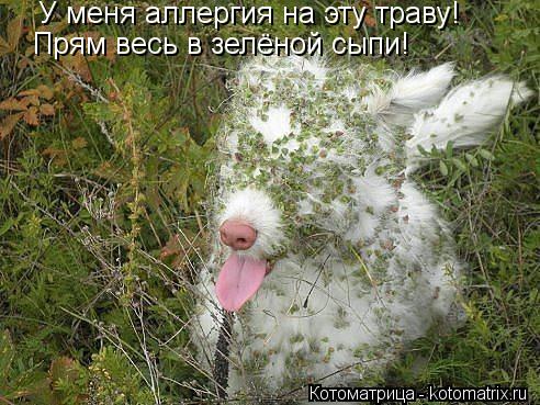 Котоматрица: У меня аллергия на эту траву! Прям весь в зелёной сыпи!