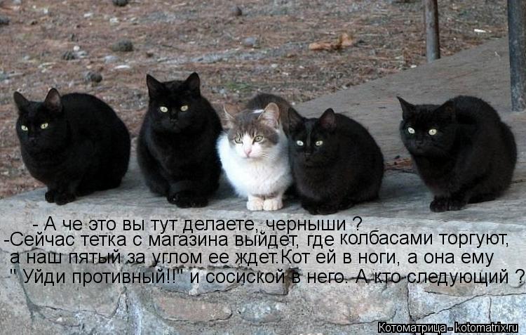 - А че это вы тут делаете, черныши ? -Сейчас тетка с магазина выйдет, где колбасами торгуют, а наш... Котоматрица: - А че это вы тут делаете, черныши ? -Сейчас тетка с магазина выйдет, где колбасами торгуют, а наш пятый за углом ее ждет.Кот ей в ноги, а она е