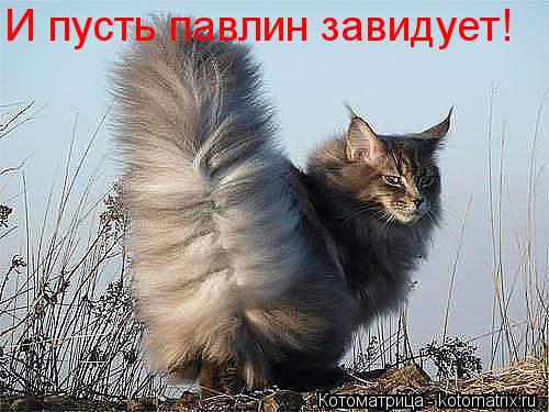 Котоматрица: И пусть павлин завидует!
